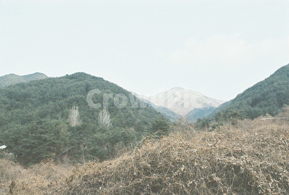 숲,나무,자연,forest,초록