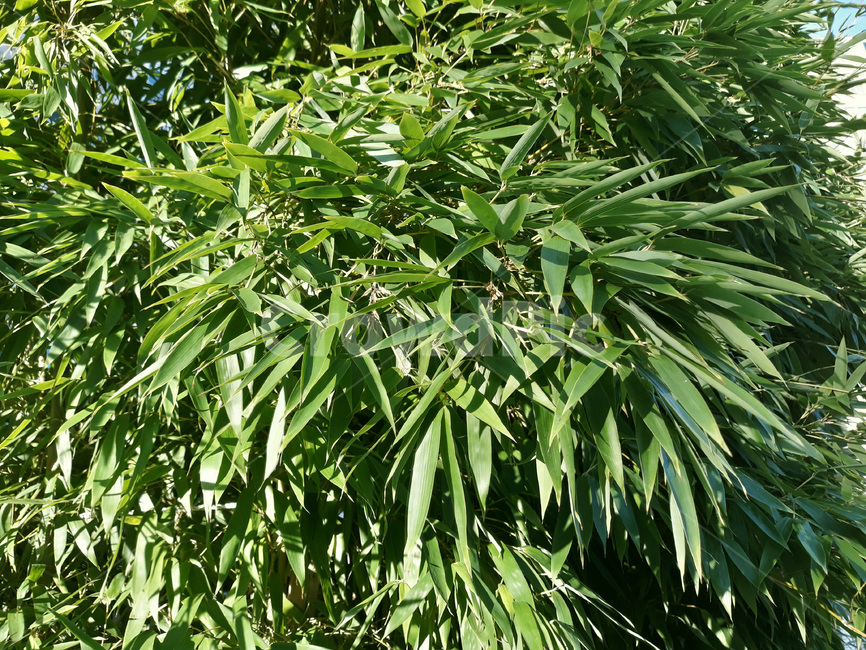 자연,식물,나무,대나무,녹색,그린,초록색,숲,대나무잎,식물,자연,plants,nature