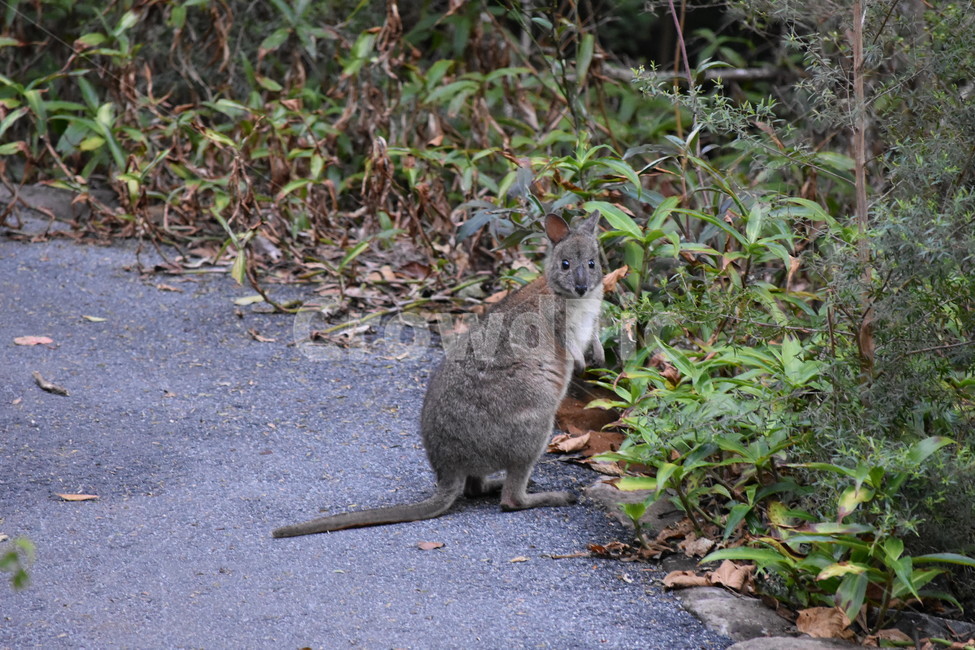 왈라비,동물,자연,wallaby,야생,포유류,mammal,animal,동물원,zoo,잔디,야생동물,호주,Australia,멜버른,Melbourne,브리즈번brisbane