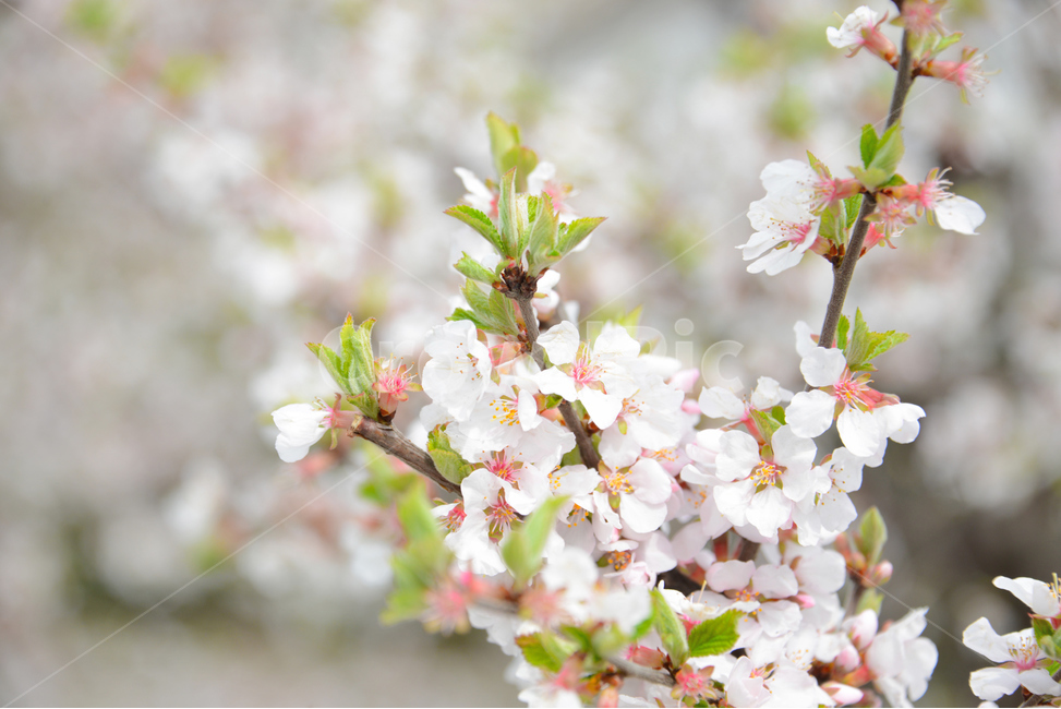 spring,spring flowers,spring image,countryside scenery,plant,cherry blossom