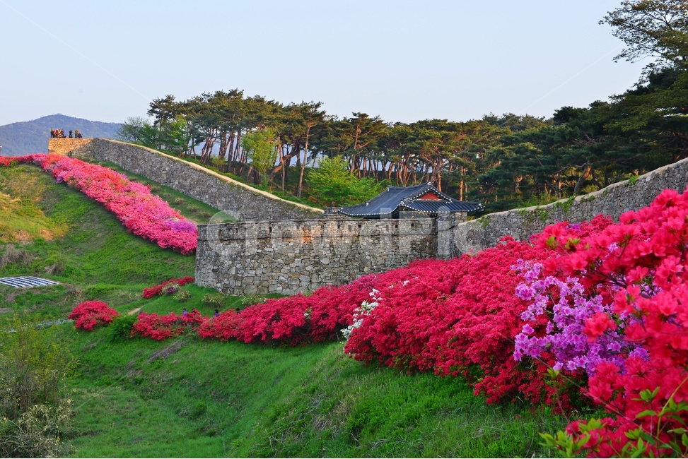 전북,고창,고창읍성,모양성,모양성봄,철뚝,철쭉꽃,봄,계절,outdoors,scenery,풍경,nature,자연