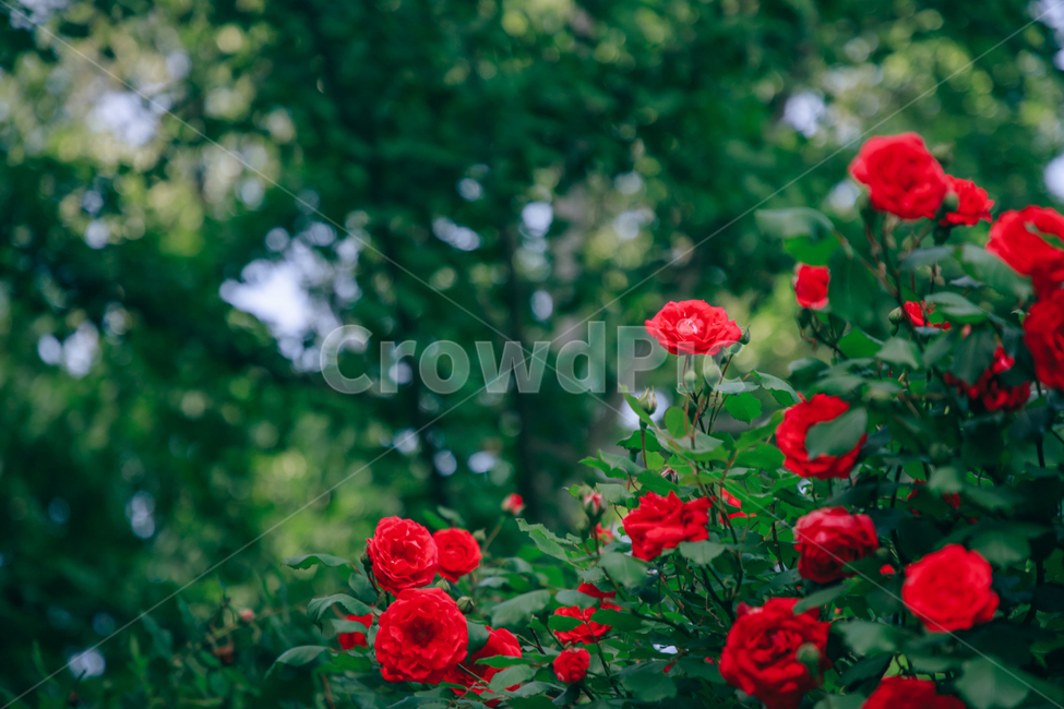 꽃,붉은,빨간,장미,초록,여름,초여름,자연,아름다운,싱그러운,식물,자연,plants,nature,꽃,flower,비,비오는날,rain,rainy