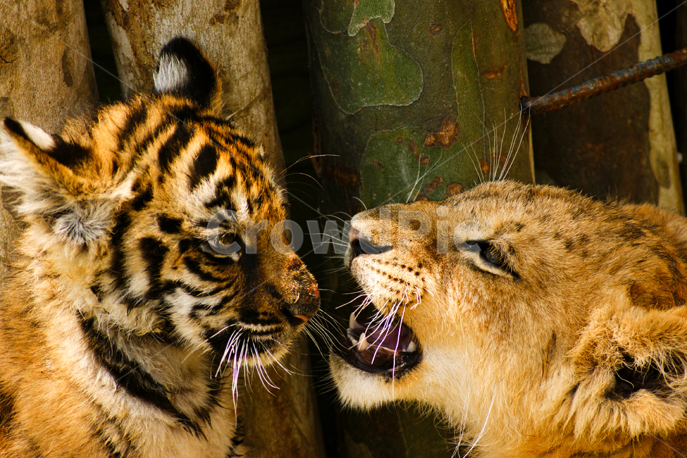 동물,포유류,호랑이,사자,tiger,lion,baby,동물,animal,포유류,mammal