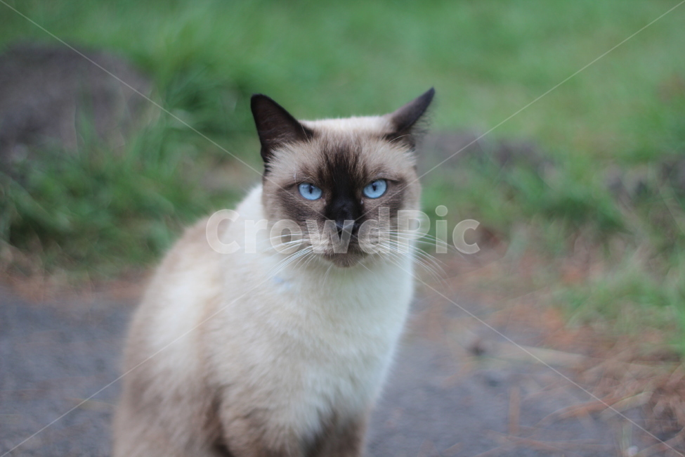 고양이,길냥이,동물,시선,냥이,눈동자,cat,동물,animal,포유류,mammal,고양이,cat,kitten,kitty