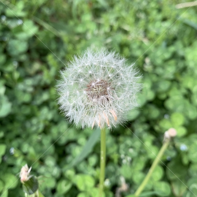 민들레,식물,꽃,봄꽃,dandelion