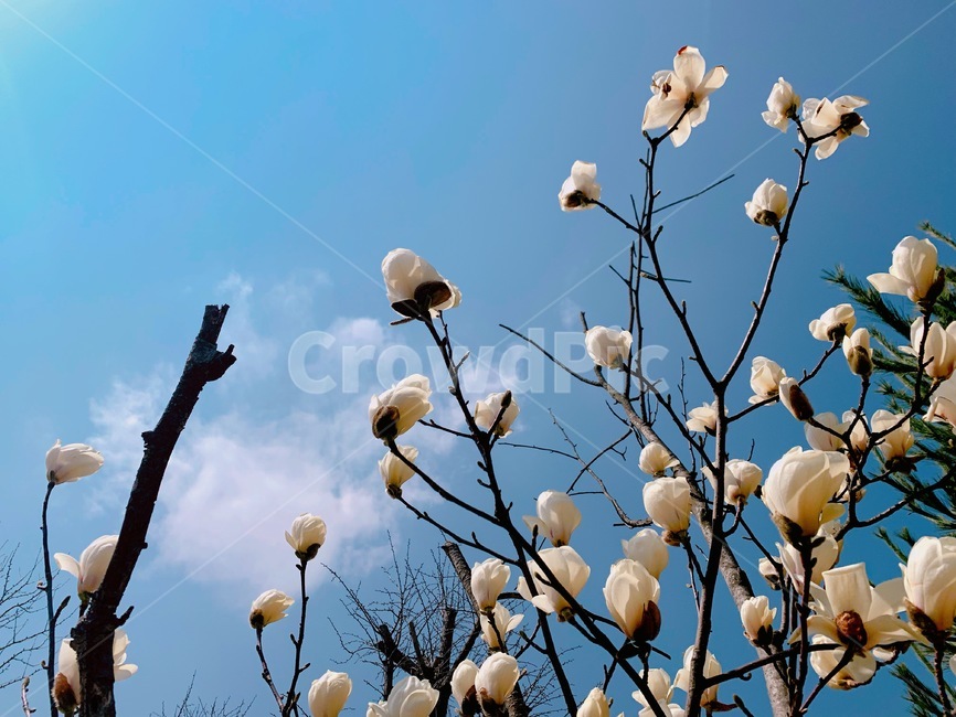하늘,화창한날씨,선명한하늘,꽃,자연,구름,봄,봄,계절,spring,season,식물,자연,plants,nature,꽃,flower,animal,동물,bird,새