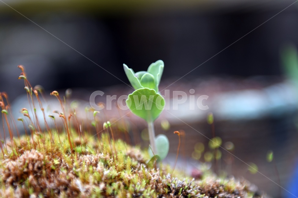 식물,꽃,감성사진,자연,flower,꽃사진,봄,봄꽃,계절,감성,4월,spring,힐링,자연풍경,풍경,식물,자연,plants,nature