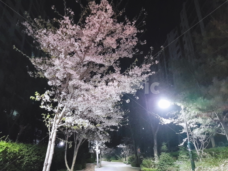 벚꽃,벚꽃엔딩,봄,공원,가로등
