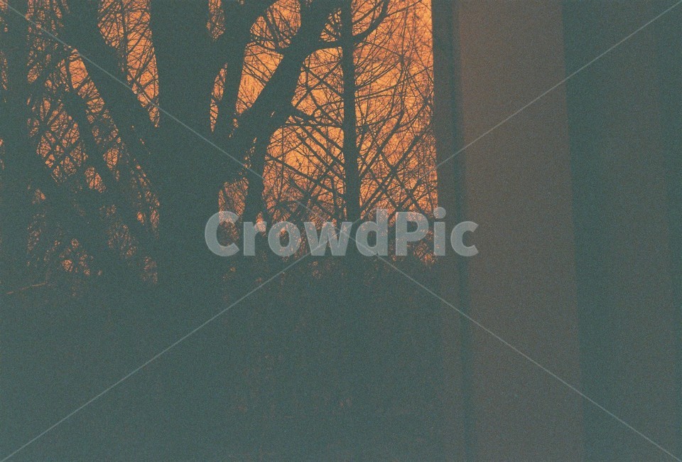 나무,창밖,tree,nature,레드필름,석양,자연