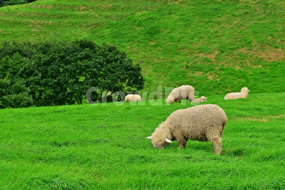 강원도,평창,대관령,양떼목장,field,들,outdoors,옥외,grassland,animal,동물,sheep,양,mammal,포유류,nature,자연,rural,농촌,farm,pasture,목장,ranch,농장,grazing,방목,meadow,목초지,경치,경관,풍경,동물,animal,포유류,mammal,목축업,목장,livestock farming,ranching,pasture