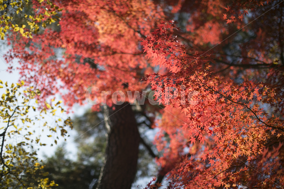 단풍,가을,자연,배경,나무,가을,계절,fall,autumn,season,나무,trees,wood,leaf,잎,plant,식물,tree,maple