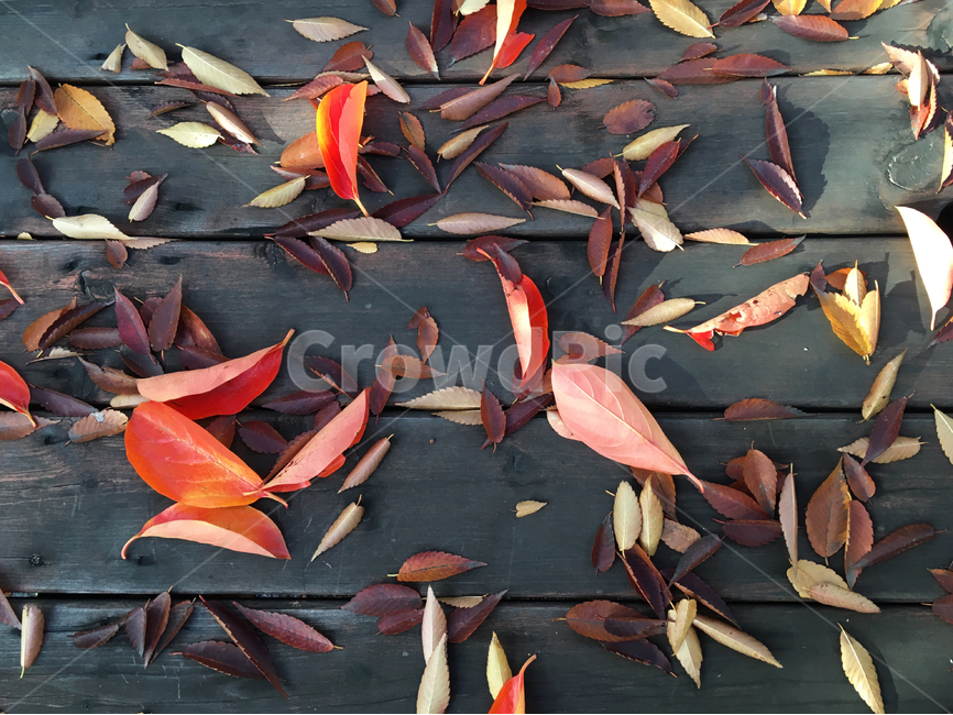 가을,낙옆,나뭇잎,나무,테이블,가을,계절,fall,autumn,season,leaf,잎,plant,식물