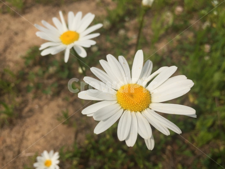 데이지,꽃,민들레,야생화,식물,plant,daisy,flower,식물,자연,plants,nature,꽃,flower