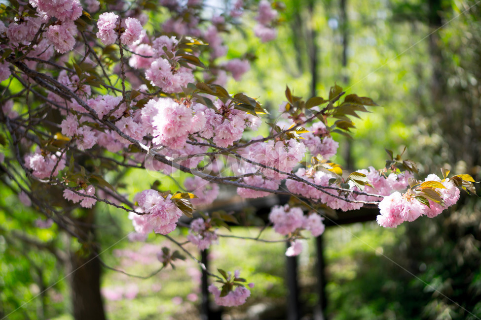 겹벚꽃,왕벚꽃,핑크,봄,하늘,풍경,계절,spring,season,식물,자연,plants,nature,꽃,flower,보라매공원,봄,계절,spring,season,식물,자연,plants,nature,꽃,flower,plant,blossom