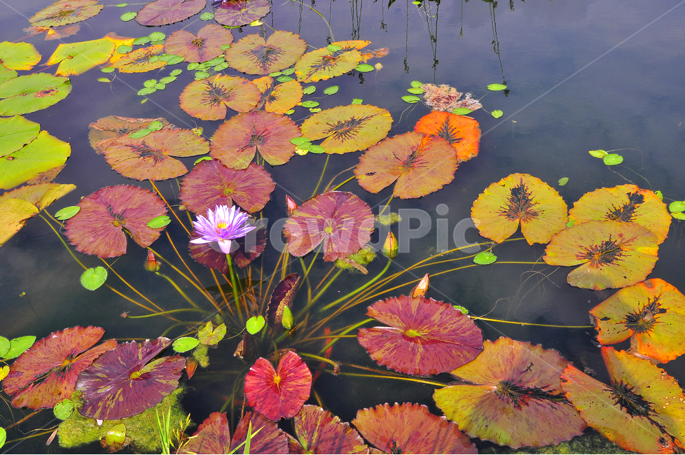 수련,연꽃,꽃,아열대식물,수생식물,여름꽃,호숫가,waterlily,pondlily,식물,연못,아름다운,칼라풀,잎새,꽃송이,꽃봉오리,beautiful,flowers,plant,colorful,water,반영,비치다,그림자,핑크색,주황색,노랑색,빨강색,red,orange,pink,yellow무늬,방사형,식물,자연,plants,nature,꽃,flower