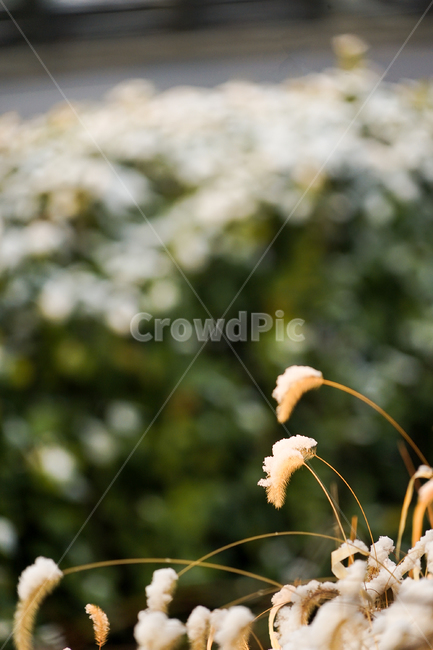 plant,식물,강아지풀,눈,snow,greenfoxtail,식물,자연,plants,nature