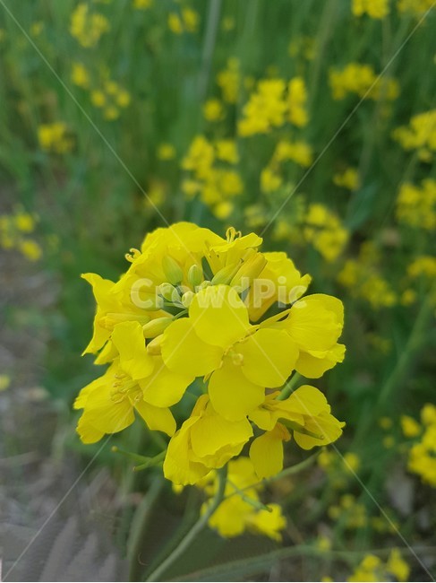 노란꽃,유채꽃,flower,노란물결,꽃근접샷,꽃밭,자연