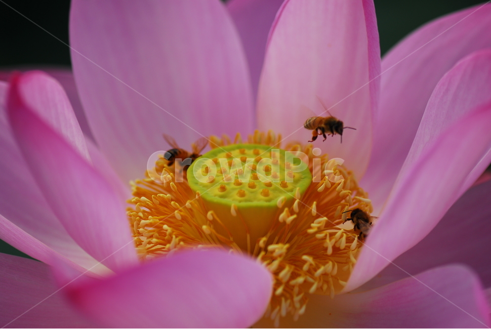 꽃,연꽃,관곡지,불교,여름,식물,자연,plants,nature,꽃,flower,동물,animal,곤충,벌레,insect,bug