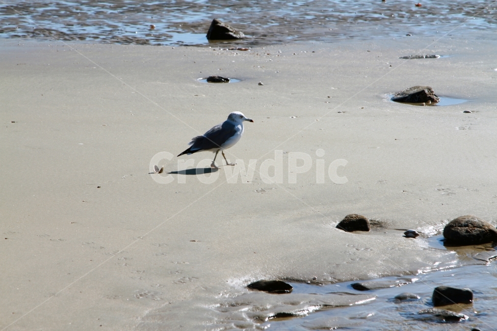 갈매기,바다,해변,모래사장,백사장,해변,바다,beach,sea,동물,animal,조류,새,birds