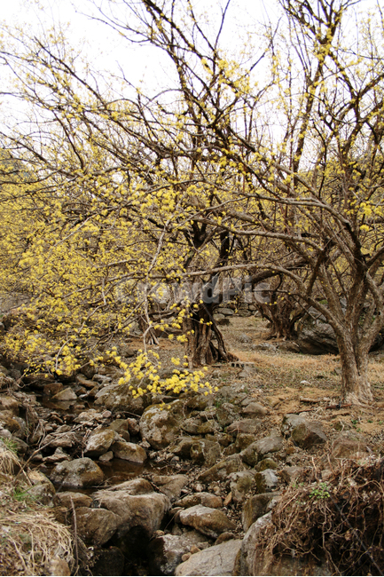 산수유,봄,봄날,봄꽃,꽃,노란색,감성,spring,flower,봄,계절,spring,season,식물,자연,plants,nature,꽃,flower,나무,trees,wood,ground,바닥,tree,plant