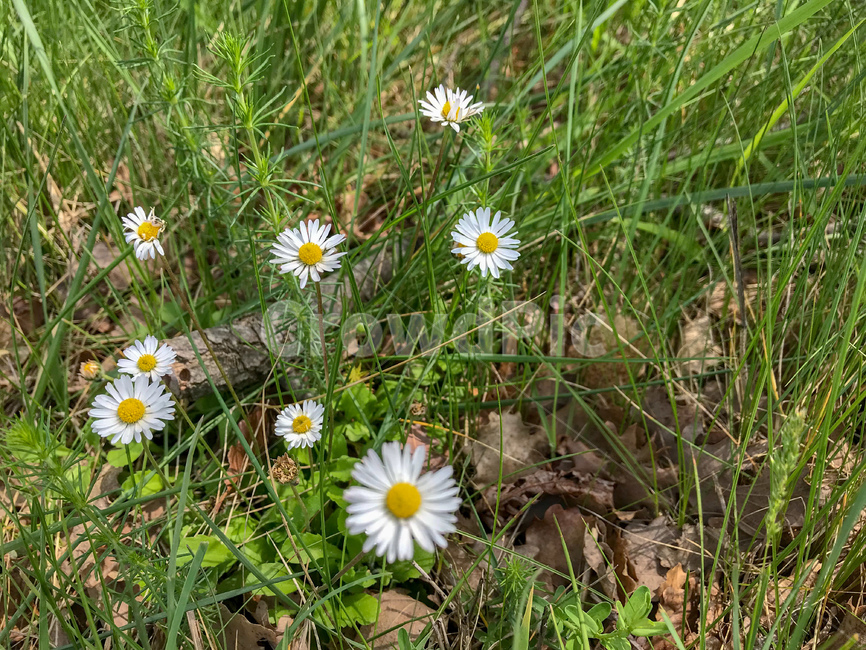 데이지,야생화,데이지꽃,하얀,하얀꽃,꽃,flower,자연,풀밭,들꽃