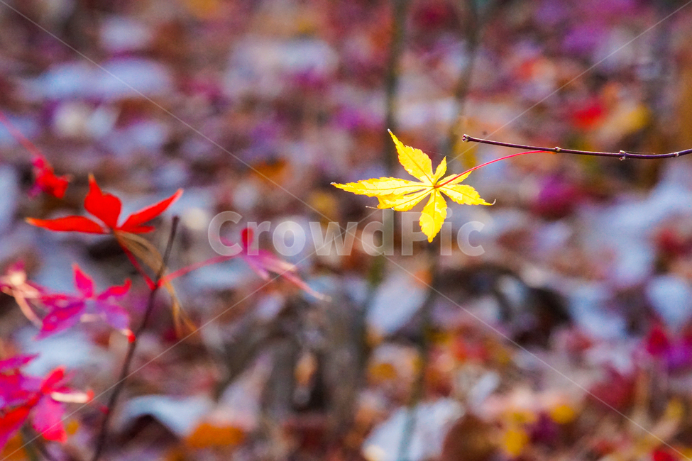 단풍,자연,식물,가을,계절,감성,가을,계절,fall,autumn,season,식물,자연,plants,nature,plant,leaf,잎