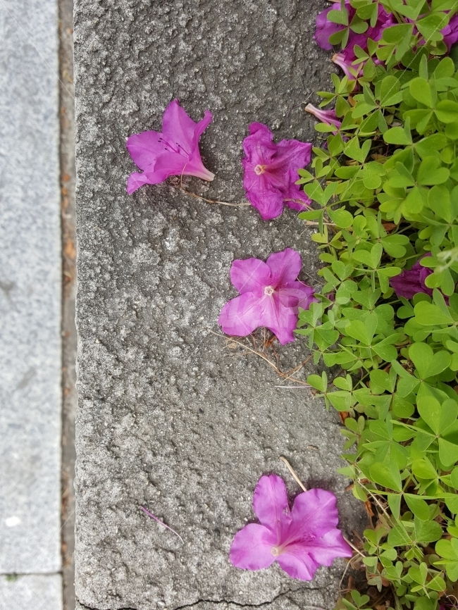 진달래,떨어진꽃잎,진달래꽃잎,꽃,분홍,봄,계절,spring,season,식물,자연,plants,nature,꽃,flower,geranium,제라늄,blossom,plant