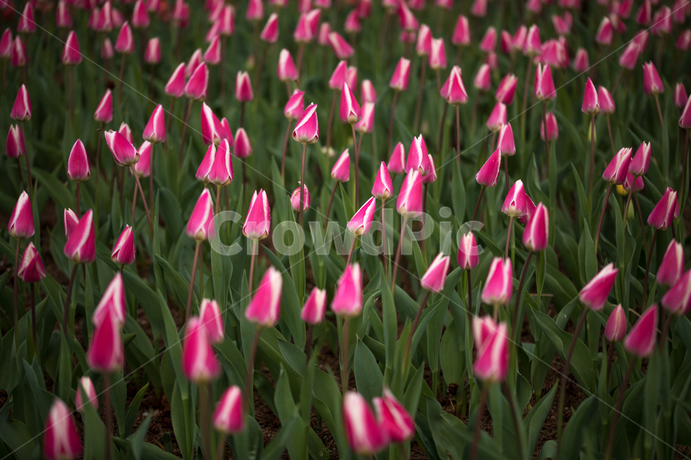 튤립,꽃,봄,봄꽃,식물,야외,실외,도심공원,봄,계절,spring,season,식물,자연,plants,nature,꽃,flower,plant,blossom,tulip