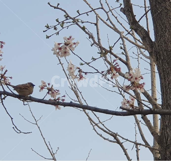 벚꽃,가지,새,참새,꽃