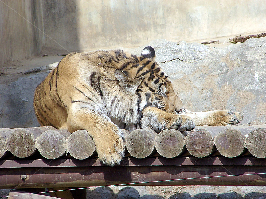 동물,동물원,호랑이,포유류,맹수,타이거,동물,animal,포유류,mammal