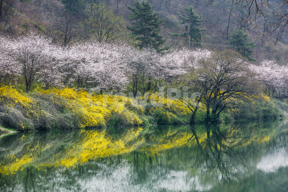 벚꽃,개나리,호수,반영,봄,봄꽃,봄,계절,spring,season,자연,풍경,nature,landscape,한국자연풍경,한국자연경관,korea nature landscape,outdoors,옥외,land,땅,water,물,plant,식물