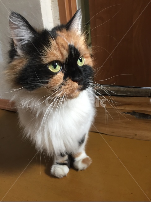 동물,고양이,점박이,반려묘,수염,눈빛,집,야옹,펫,갈색,검정색,노란색,흰색,pet,cat,animal,house,애완용,동물,animal,포유류,mammal,고양이,cat,kitten,kitty