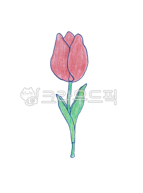 spring flowers,Tulip,colored pencil drawing,hand drawing,plant,hand drawn illustration,flower,red flower