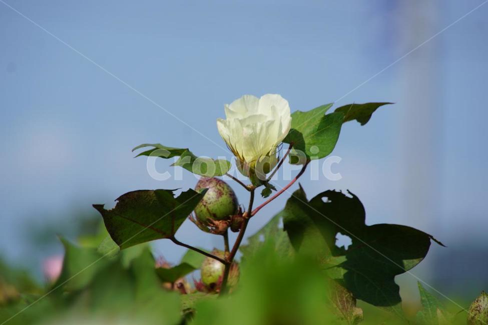 가을,목화꽃,꽃,식물,자연,계절,순수,감성,cosmos,fall,nature,autumn,green,white,하늘,구름,sky,yellow,노란색,가을,계절,fall,autumn,season,식물,자연,plants,nature,꽃,flower,plant