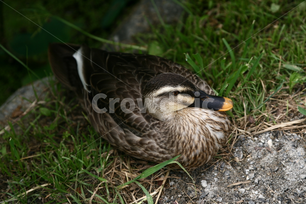 오리,새,조류,동물,물오리,자연,휴식,여유,animal,birds