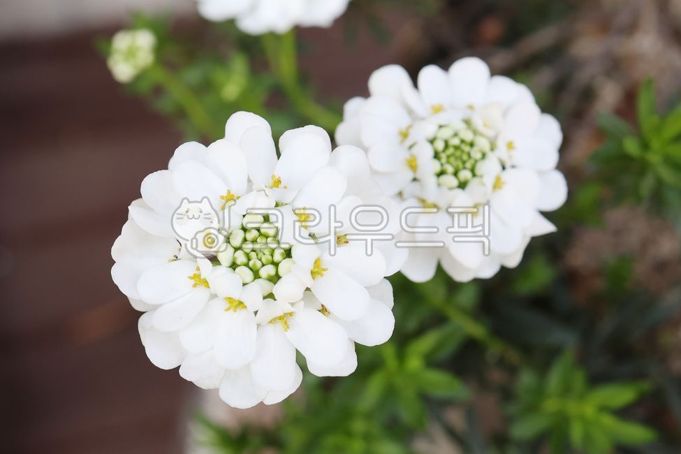 식물키우기,식물,꽃화분,식물인테리어,화단,정원,화단꾸미기,정원꾸미기,화분,꽃,flower,이메리스,이베리스,candytuft,garden