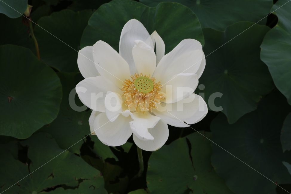 꽃,자연물,깨끗함,순수,자연,강조,식물,자연,plants,nature,꽃,flower