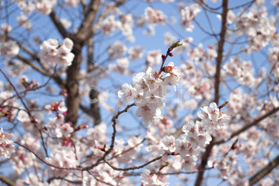 벚꽃,봄,야외,나무,핑크,분홍,꽃,계절,식물,자연,spring,season,plants,nature,flower,blossom,cherry