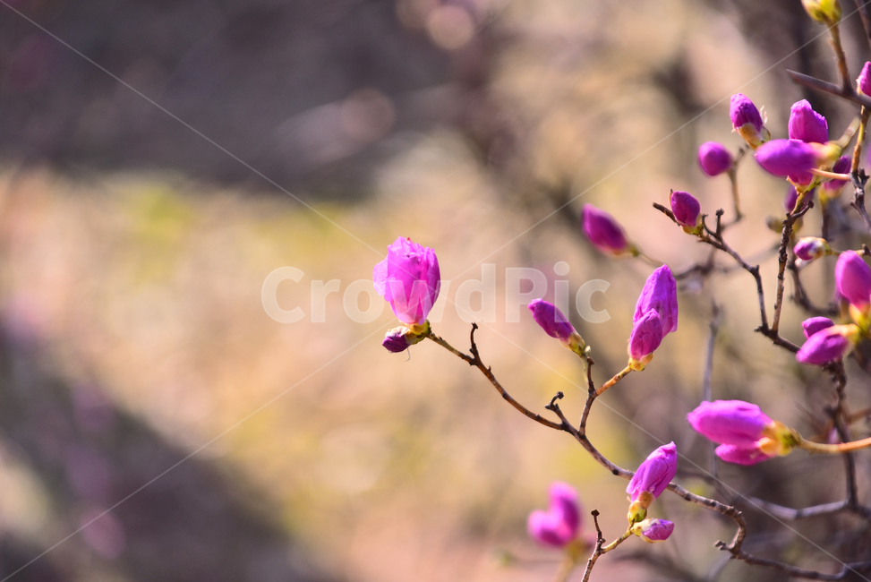 진달래꽃,봄꽃,진달래,두견화,분홍색꽃,꽃봉오리,진분홍색,핑크색꽃,pink,plant,식물,blossom,꽃,flower,나무꽃,야외,옥외,아웃도어,배경,바탕,백그라운드,background,outdoor