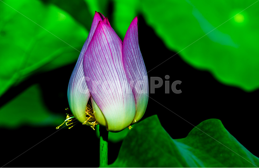 연꽃봉오리,연잎,문양,무늬,패턴,식물,자연,plants,nature,꽃,flower