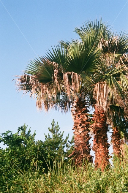 제주,풍경,야자수,하늘,야자수나무,자연,풍경,nature,landscape,식물,plants,나무,trees,wood,tree,plant