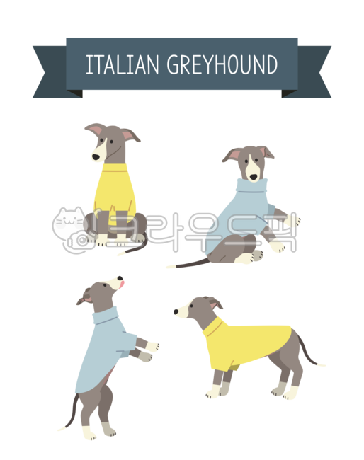 greyhound,International Dog Day,dog day,breed,medium sized dog,puppy,puppy festival,animal,dog,Dog,Dog type,Italian Greyhound