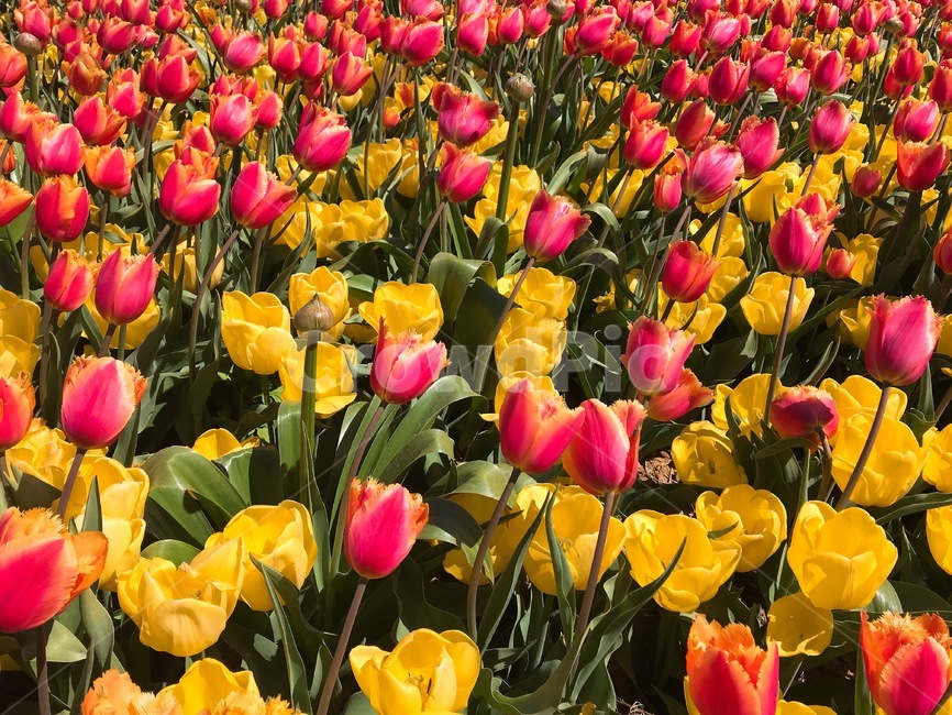 튤립,꽃,꽃밭,flower,blossom,plant,식물,자연,plants,nature,꽃,flower