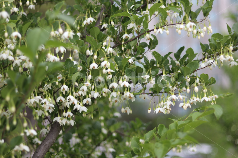 때죽나무꽃,흰색,꽃봉오리,봄,낮,봄,계절,spring,season,식물,자연,plants,nature,꽃,flower,plant