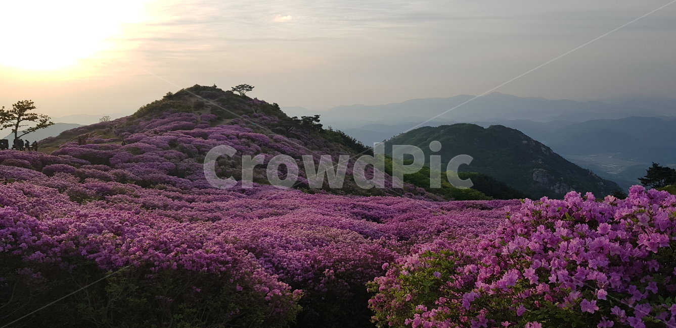 천주산,천주산봄,봄산,진달래,진달래밭,언덕,꽃언덕,꽃밭,노을,진달래산,산,해질녁,힐링,자연,풍경