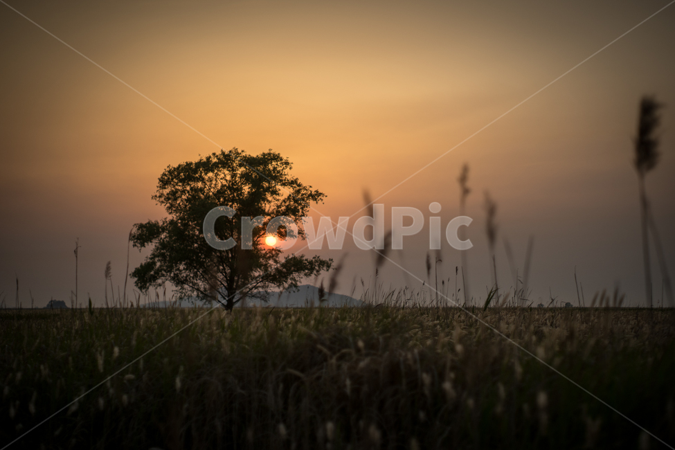 우음도,나무,억새,편안한느낌,flamegrass,일몰,자연,풍경,nature,landscape,식물,plants,나무,trees,wood,outdoors,옥외,sky,하늘