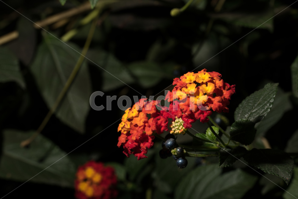란타나,꽃,알록달록,예쁜,식물,식물,자연,plants,nature,꽃,flower