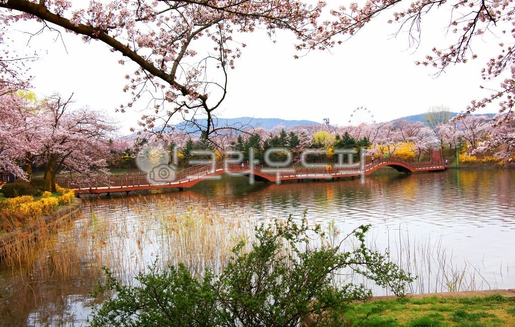 Gyeongju Bomun Lake,Bomun Complex,Cherry Blossoms,cherryblossom,Bomunho Bridge,building,Bomun Bridge,Korean natural scenery,Bomunjeong,Gyeongju Bomun Bridge,landmark,Korean attractions,Gyeongju landmark,Forsythia,blossom,Bomun Lake Cherry Blossoms,Bomun L