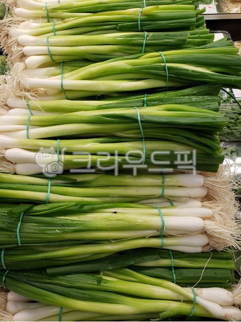 파, 실파, 쪽파, greenonion, 야채, 사진,이미지,일러스트,캘리그라피 - JHSARAH작가