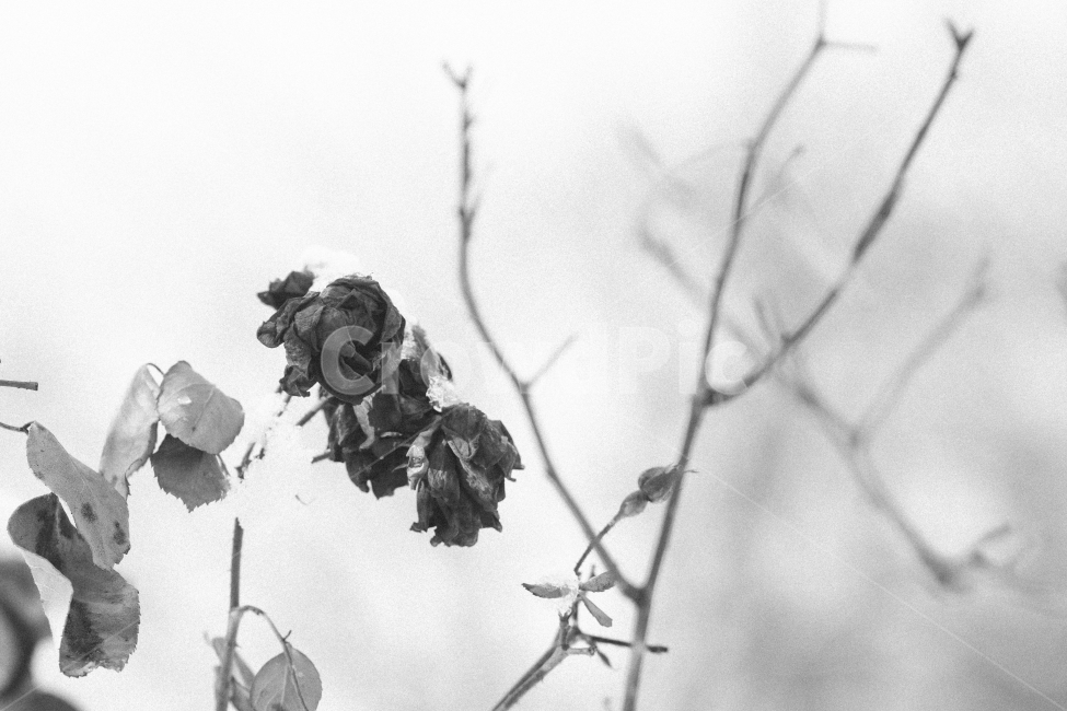 12월,겨울,추위,눈,장미,80d,식물,자연,plants,nature,꽃,flower,흑백,모노톤,monochrome,black and white